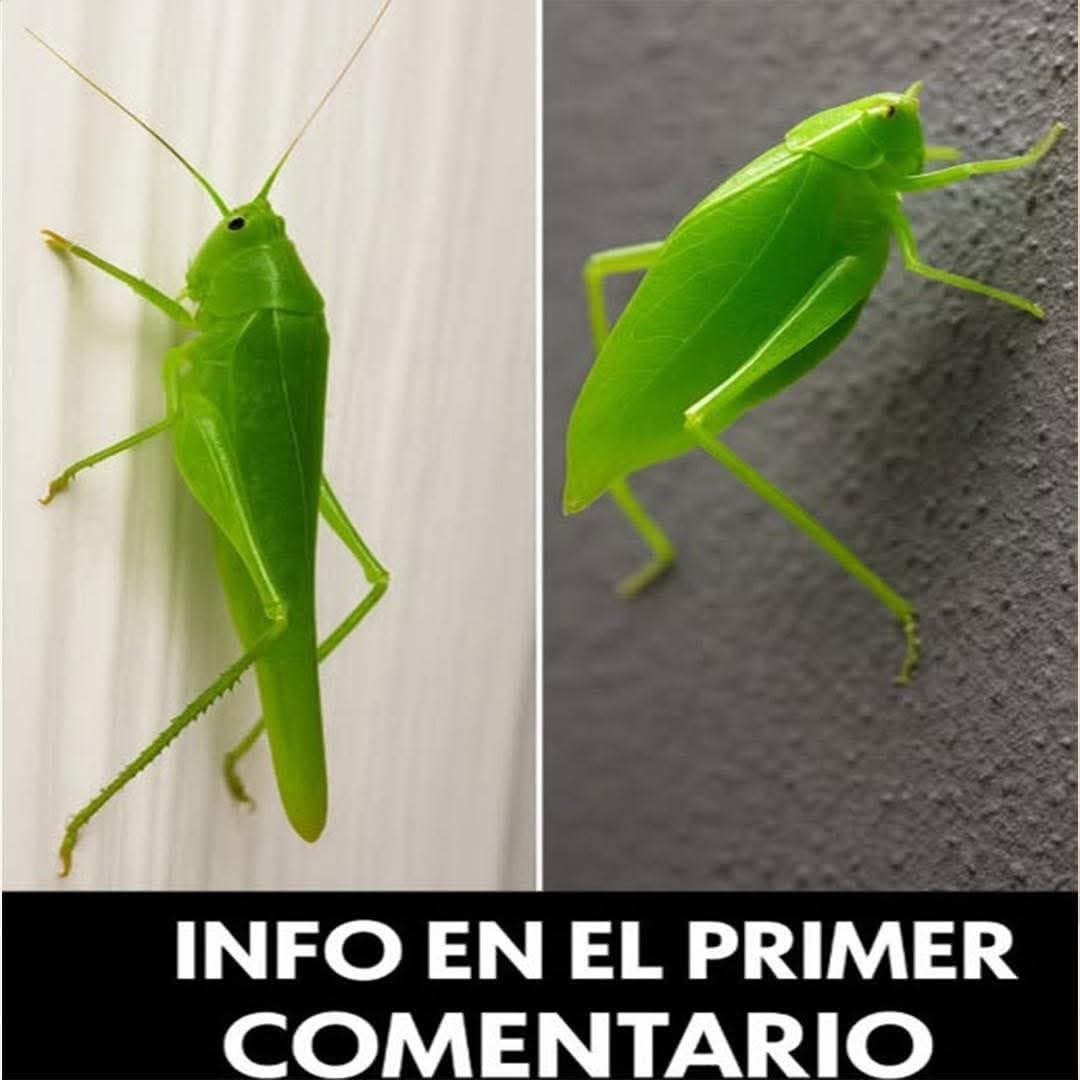 Insectos similares a cigarras o saltamontes