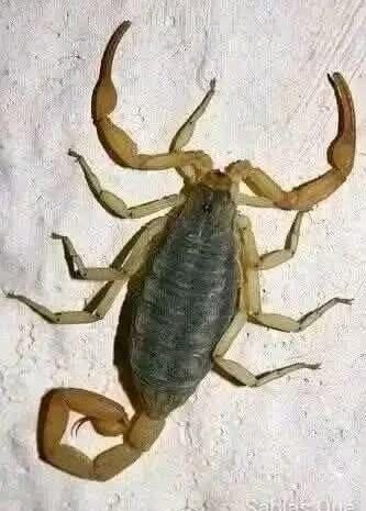 Los Alacranes: Avisos de Cambios y Remedios Caseros