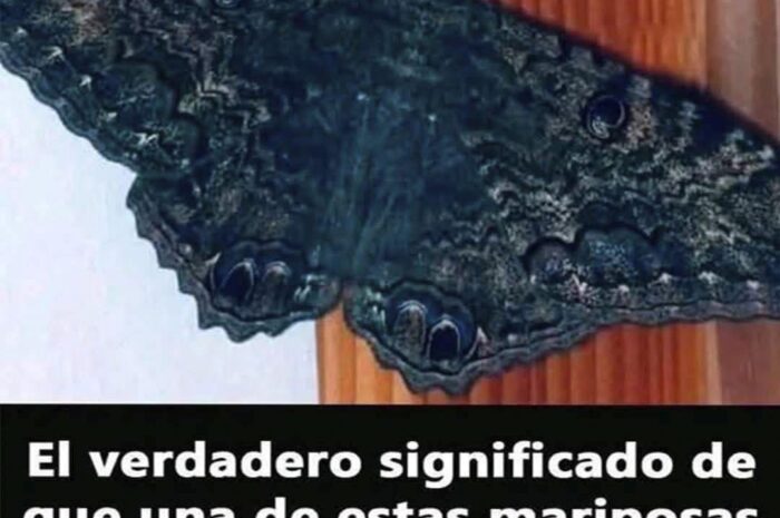 El Significado de la Visita de las Mariposas Negras en Tu Hogar