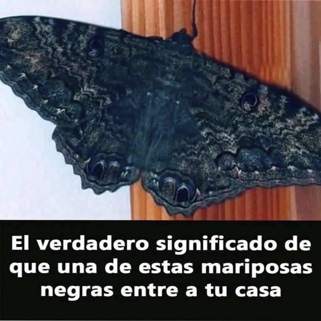 Mariposa negra en la pared
