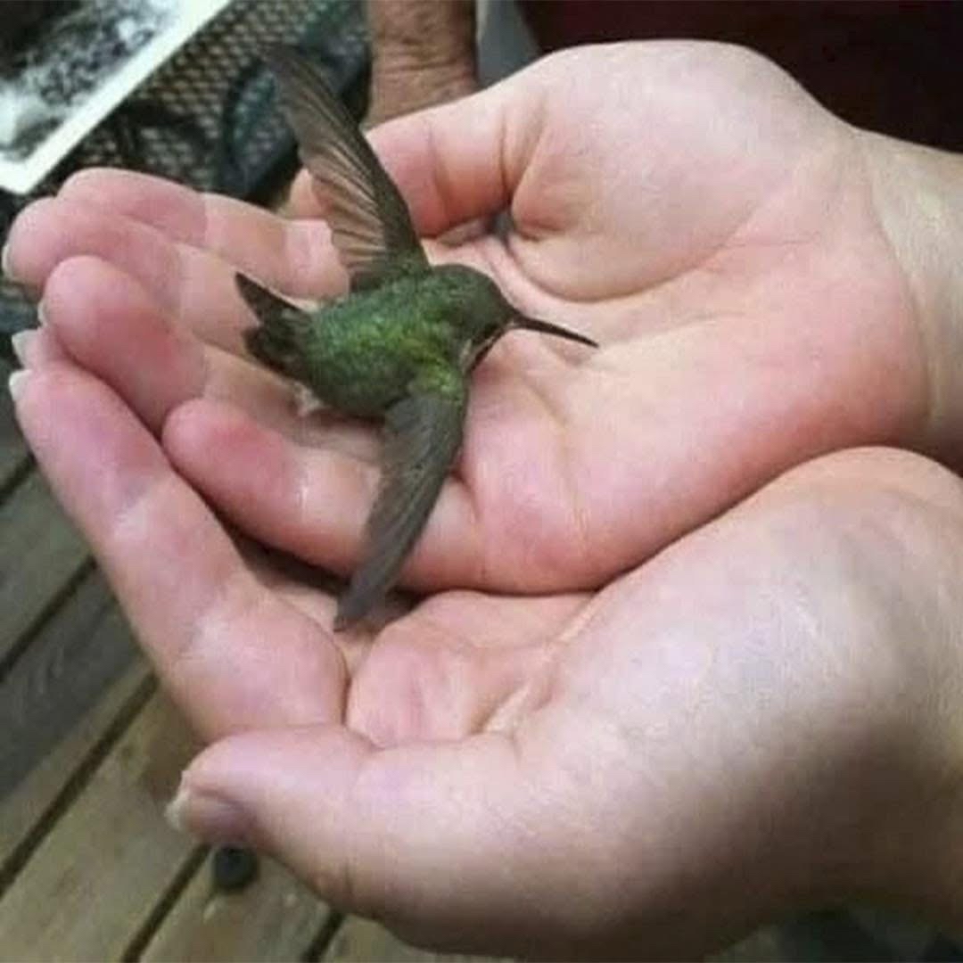 Colibrí en manos