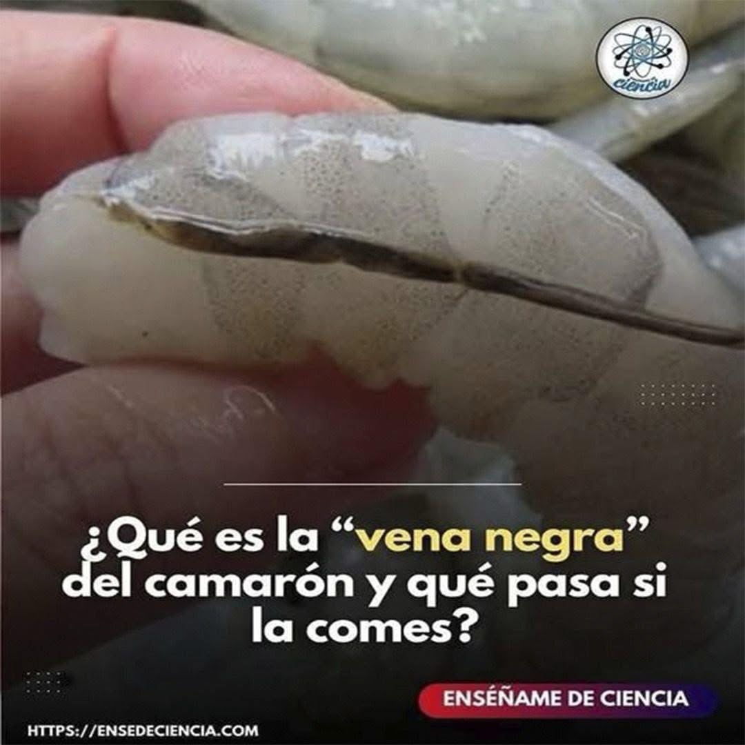 Vena negra en camarón crudo