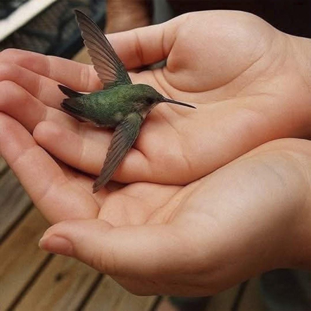 Colibrí descansando en manos humanas