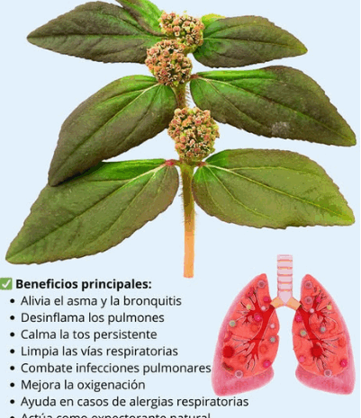 Descubre los Beneficios de la Planta Milagrosa para la Salud Respiratoria