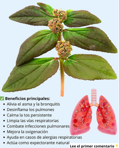 Hierba utilizada en remedios naturales