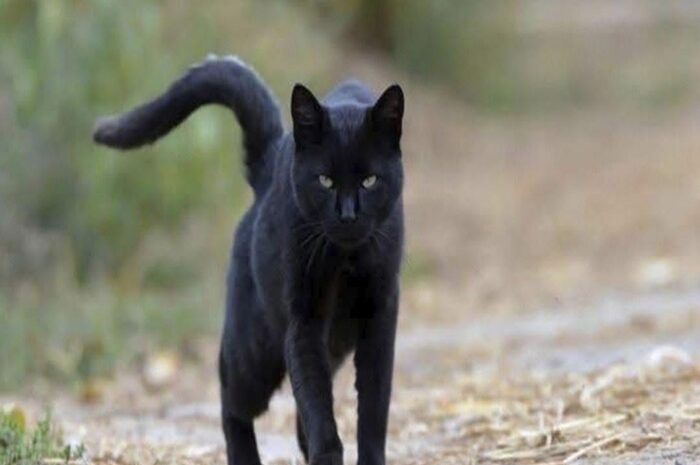 El Poder de los Gatos Negros: Mitos, Realidades y Beneficios para la Salud