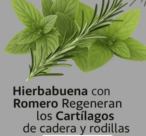 Hierbabuena y Romero: La Potente Combinación Natural para Regenerar Cartílagos