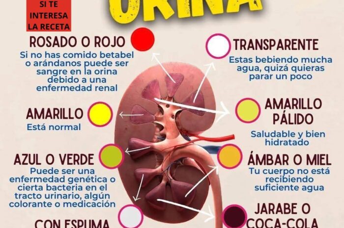 Infusión Renal Purificadora: La Receta Natural para Proteger y Regenerar tus Riñones