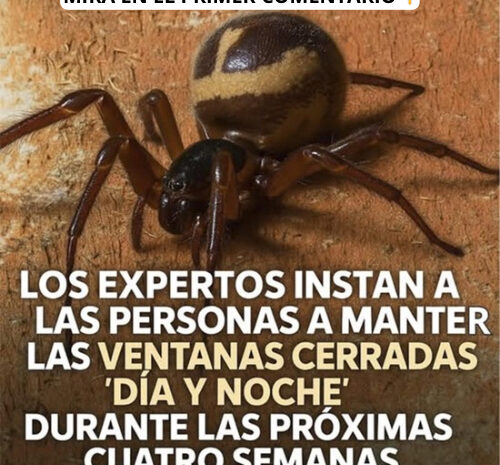 Protege Tu Hogar: Cómo Evitar Picaduras de Arañas Peligrosas