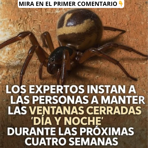 Araña peligrosa