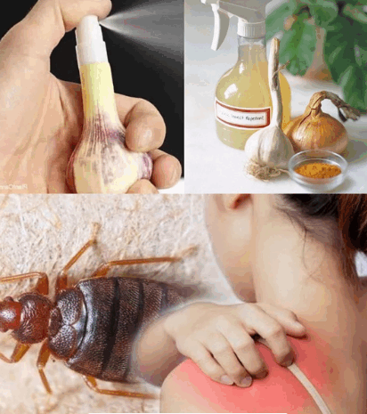 Elimina Chinches de Tus Sábanas con Remedios Naturales Efectivos