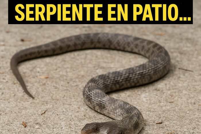 El Asombroso Encuentro: Una Serpiente de Dos Cabezas en el Patio