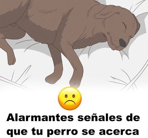 Alarmantes Señales de que tu Perro se Acerca al Final de su Vida