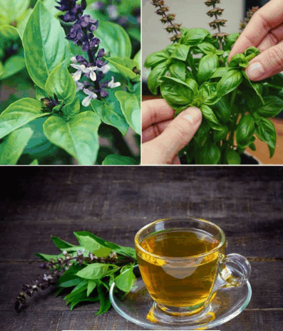 3 Sorprendentes Usos de las Flores de Albahaca: ¡No las Tire!