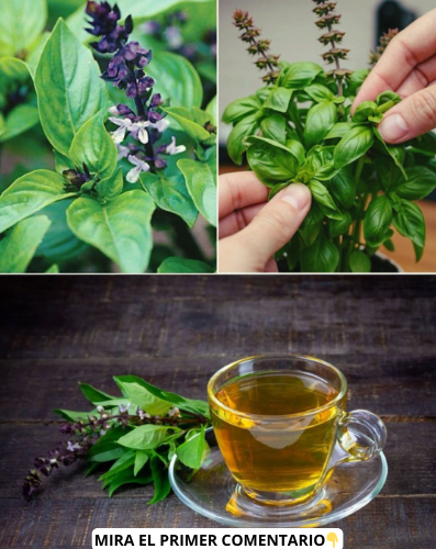 Té de flores de albahaca