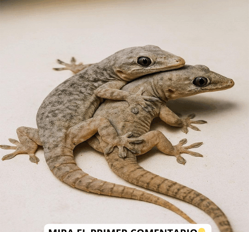 El Gecko en Casa: Significado y Remedios Naturales Asociados