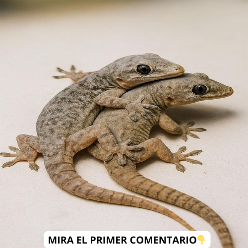Gecko en Casa