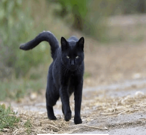 La Buena Suerte de los Gatos Negros y sus Beneficios para la Salud