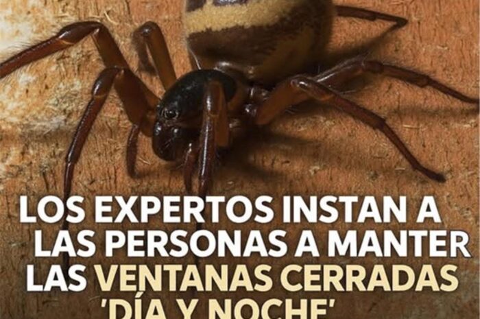 Cierra las Ventanas: Cómo Proteger Tu Hogar de Arañas Peligrosas