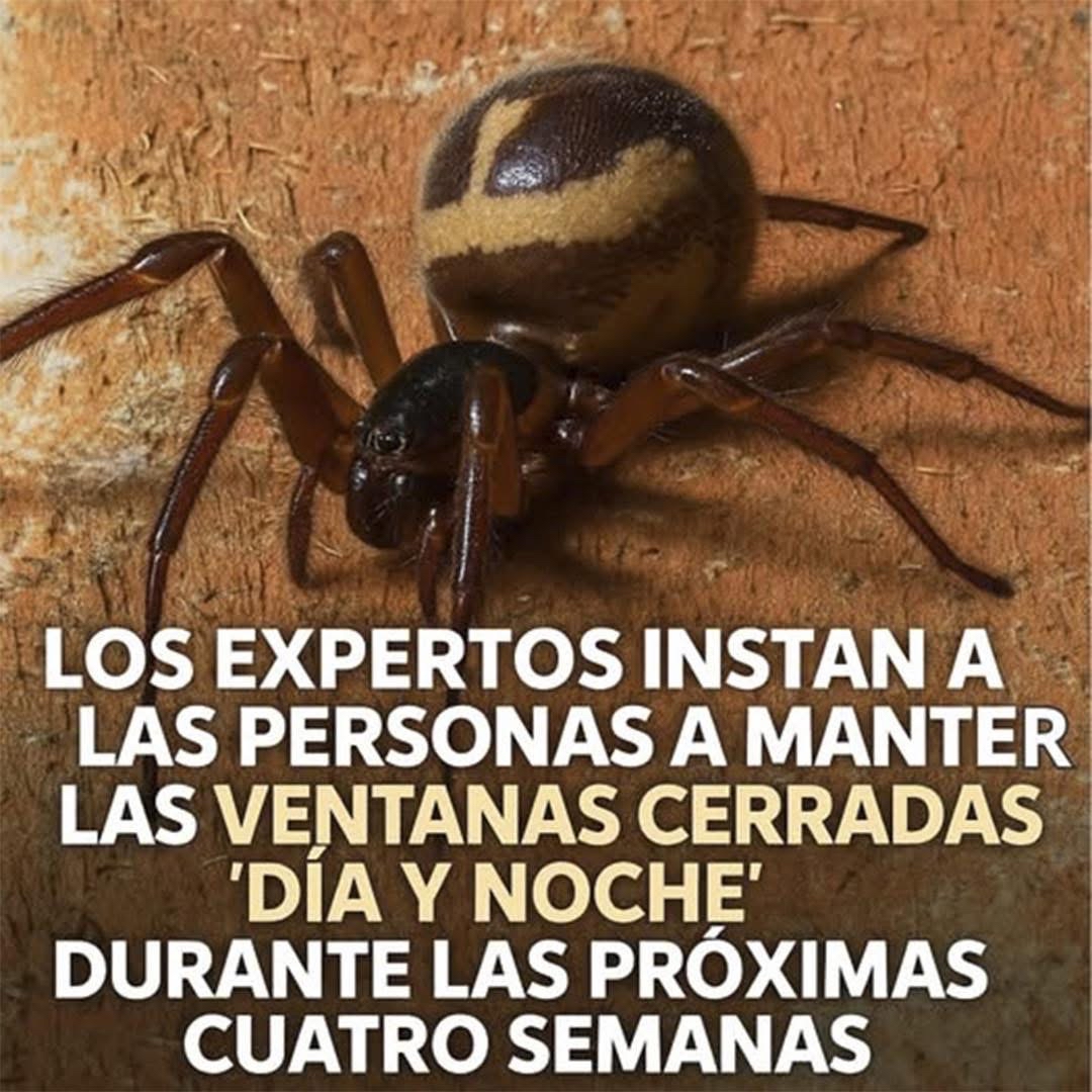 Araña peligrosa