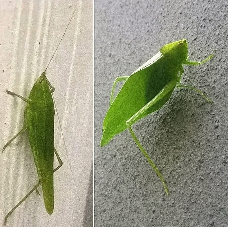 Saltamontes de alas de hoja