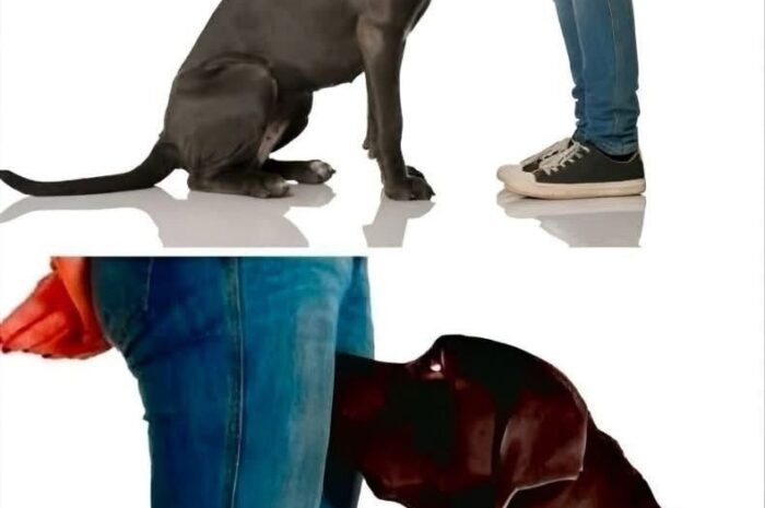 La Fascinante Ciencia detrás del Comportamiento de tu Perro al Oler tus Partes Íntimas