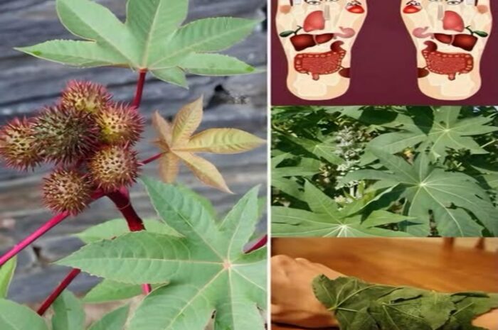 Higuereta: El Oro Verde del Jardín