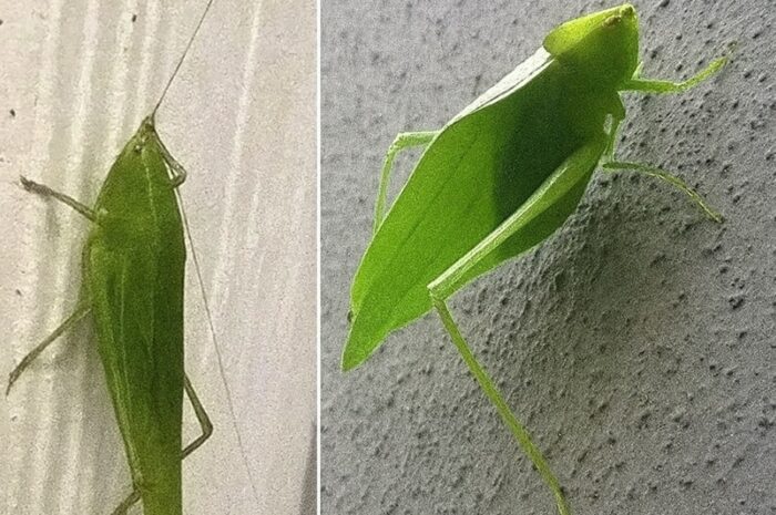 La Esperanza: Significado y Beneficios de la Mantis Religiosa en Nuestro Hogar