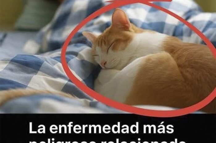 Toxoplasmosis: La Enfermedad Asociada a Dormir con Gatos