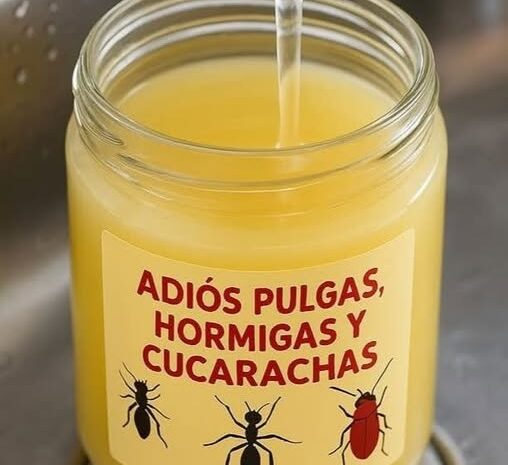 Adiós a los Insectos: Remedios Caseros para Mantener tu Hogar Libre de Plagas