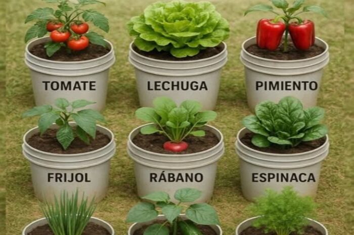 Nueve Vegetales Ideales para Cultivar en Espacios Reducidos