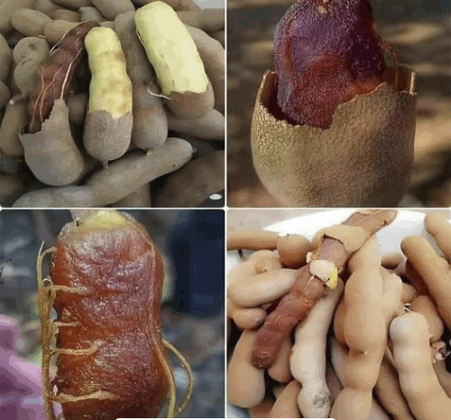 El Tamarindo: Un Tesoro Natural para la Salud y la Cocina