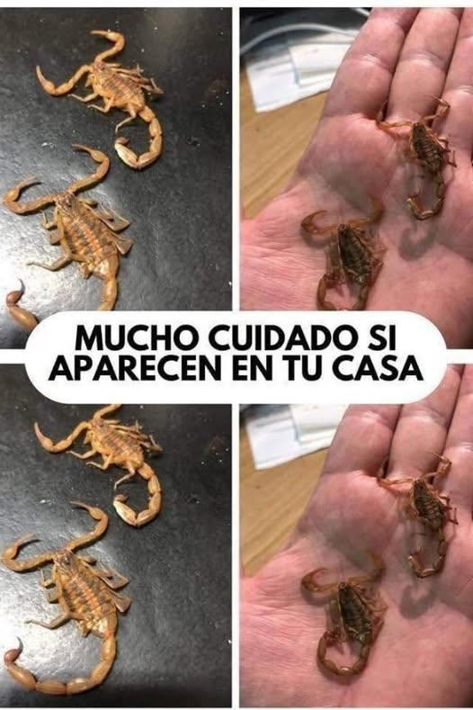 Alacranes en Casa