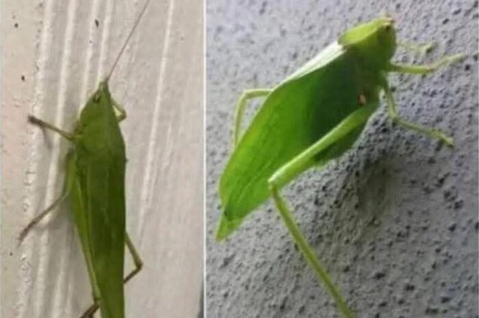 ¿Sabías que el ‘Saltamontes Hoja’ puede ser una señal de tu salud?