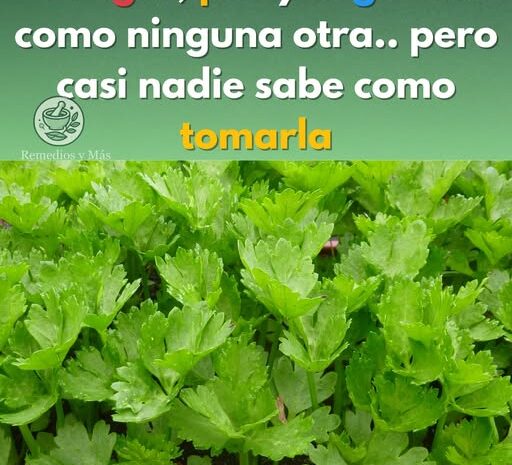 Perejil: La Planta Milagrosa que Limpia Tu Cuerpo