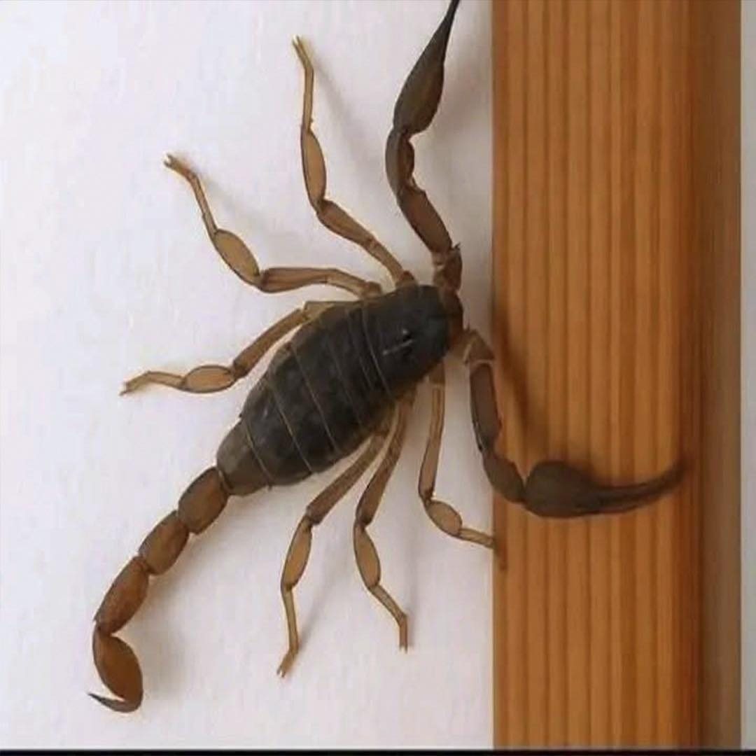 Escorpión subiendo por una pared