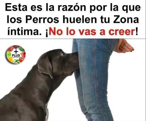 ¡Increíble! La Razón por la que tu Perro Huele tus Zonas Íntimas