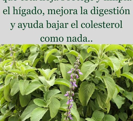 La Hierba Más Poderosa para la Salud del Hígado y Más