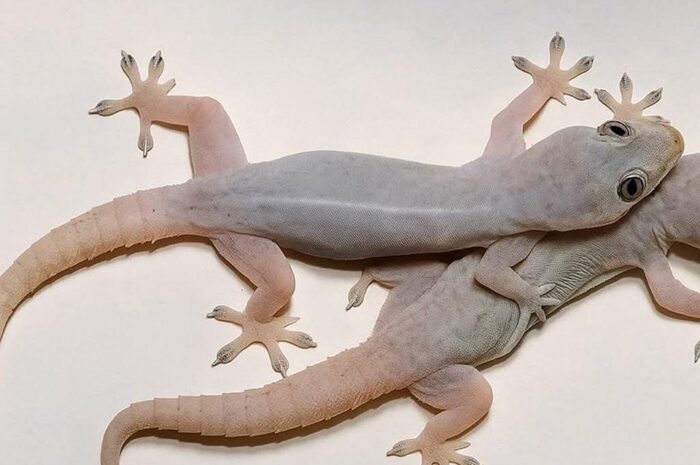 Los Geckos en Tu Hogar: Significado y Beneficios Naturales