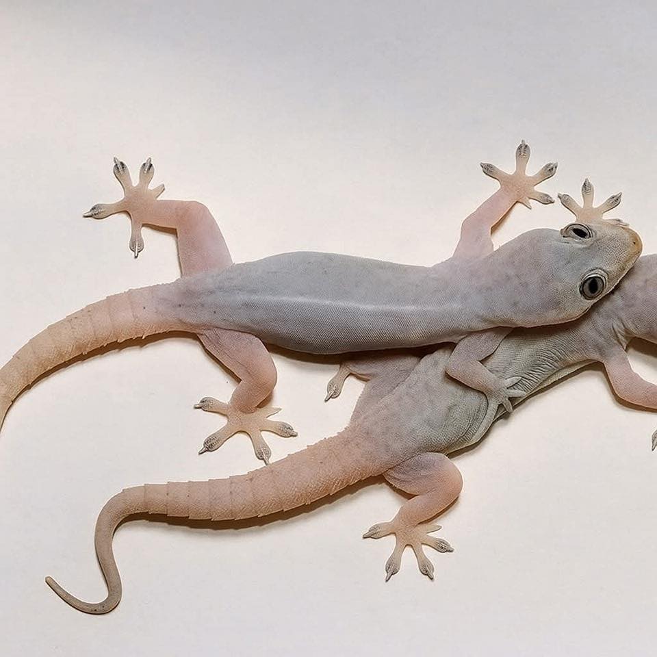 Geckos en casa