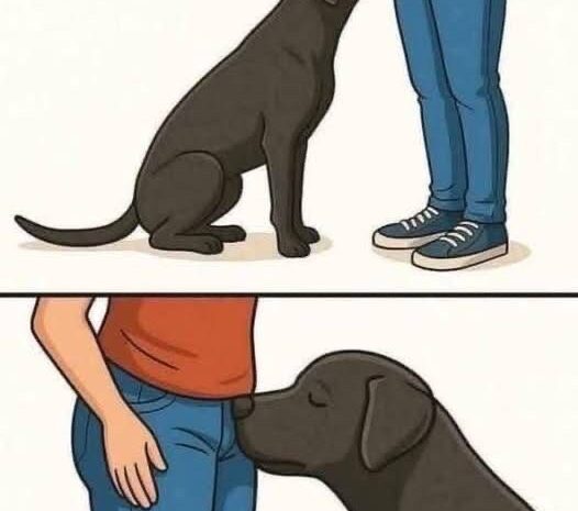 El Humor de los Perros: ¿Por Qué Huelen Nuestras Partes?