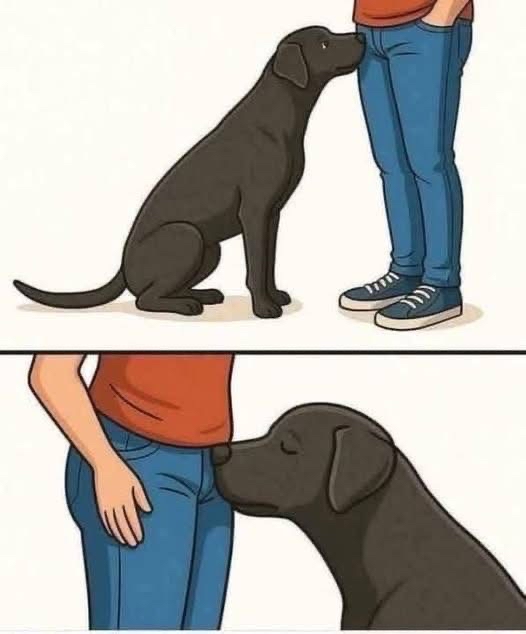 Perro oliendo a una persona