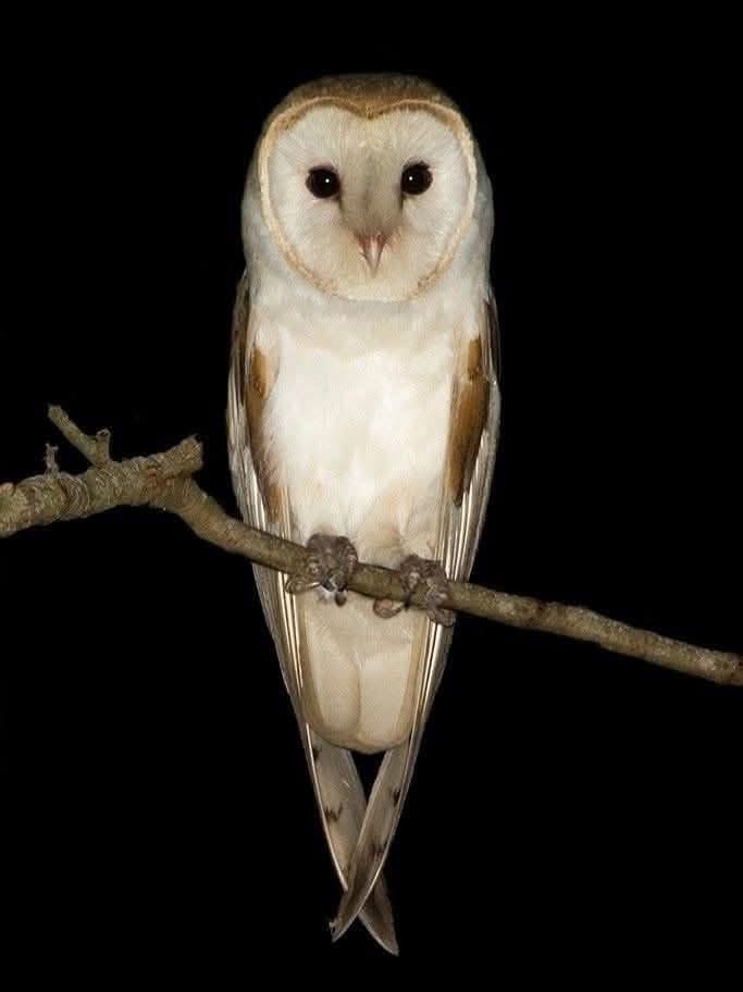 Lechuza en la noche