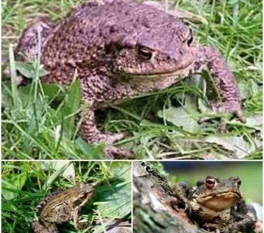 Los Sapos: Guardianes de la Naturaleza y Su Relación con Nuestro Hogar