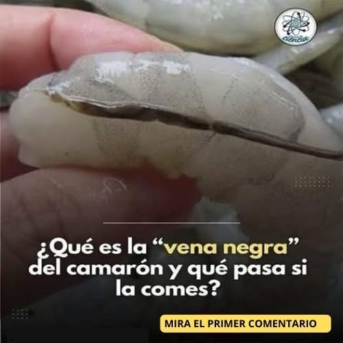 Mano sosteniendo un camarón crudo con vena negra