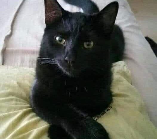 El Significado de un Gato Negro y Cómo Puede Mejorar Tu Bienestar