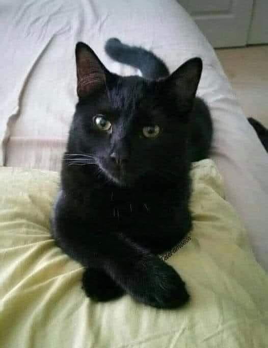 Gato negro recostado sobre un cojín