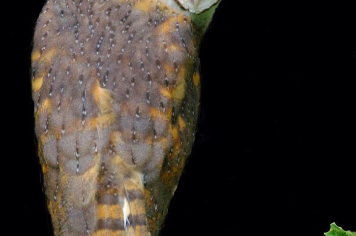 Lechuza en Casa: Significado y Conexiones Naturales