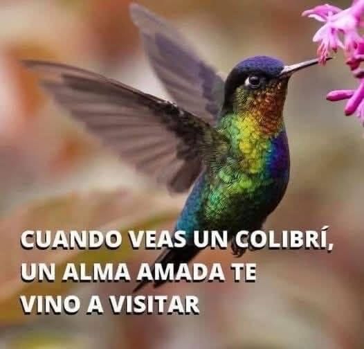 Colibrí vibrante acercándose a una flor