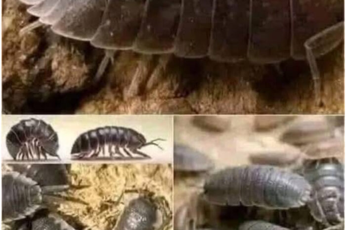 Los Avisos de la Naturaleza: Un Enfoque Natural sobre los Cochinillas